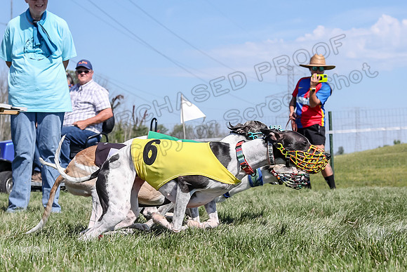 Program 2 Race 6, Bolty Eddie Valleri Rosie Chuck-5004