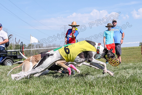 Program 2 Race 6, Bolty Eddie Valleri Rosie Chuck-5005
