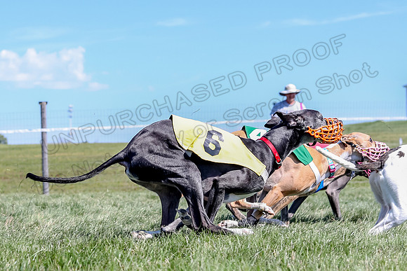 Program 2 Race 8, Sting Janey Safari Babblez Bogie-5046