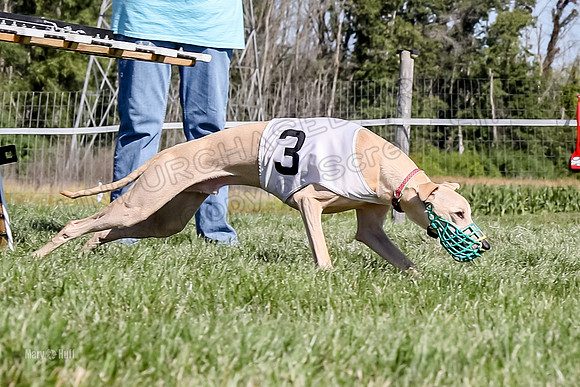 Program 2 Race 1 Puppy, Piper Maverick-4857