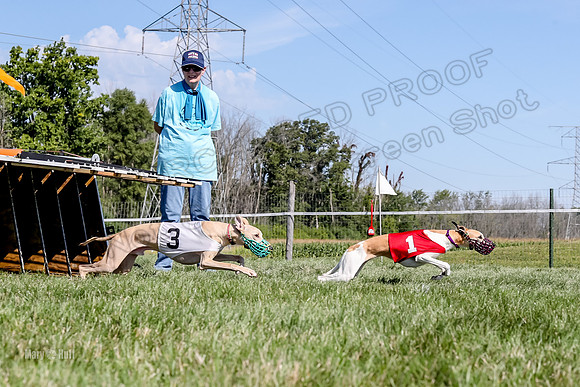 Program 2 Race 1 Puppy, Piper Maverick-4856