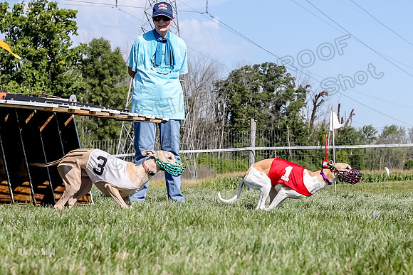 Program 2 Race 1 Puppy, Piper Maverick-4855
