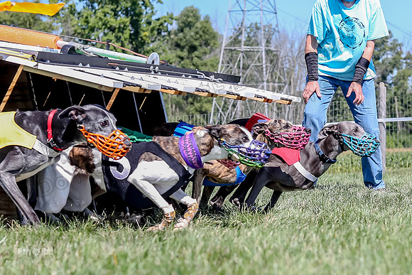 Program 2 Race 8, Sting Janey Safari Babblez Bogie-5037