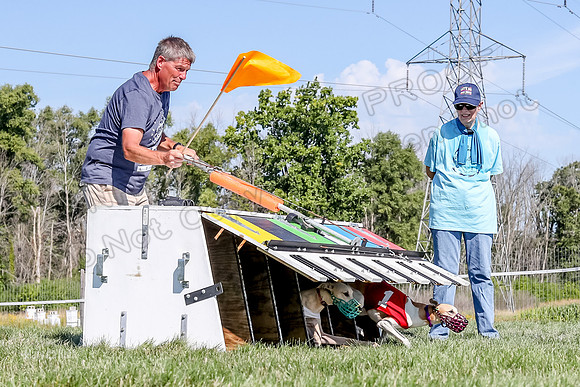 Program 2 Race 1 Puppy, Piper Maverick-4851