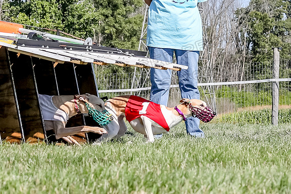 Program 2 Race 1 Puppy, Piper Maverick-4852