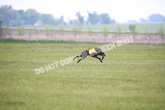 C Prelim Vet Fergie-1324