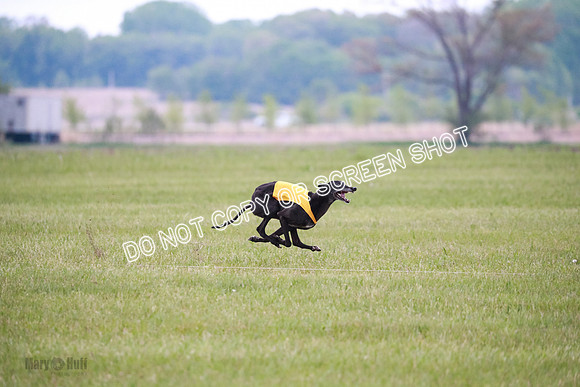 C Prelim Vet Fergie-1333