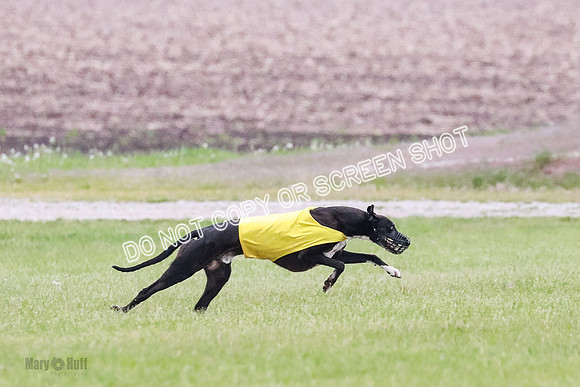 B Prelim Buck Dave-1208