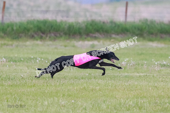 A Prelim Open Apple Bodhi Legs-1138