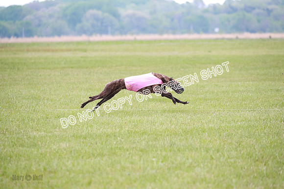 B Prelim Buck Dave-1246