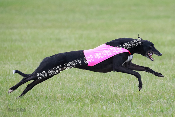 A Prelim Open Apple Bodhi Legs-1162