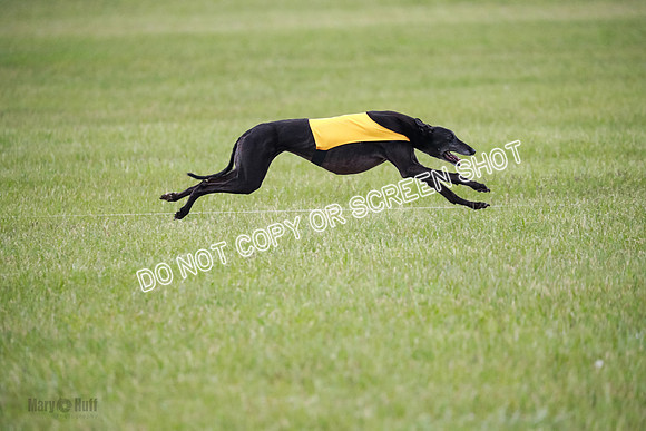 C Prelim Vet Fergie-1351