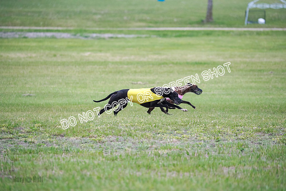 B Prelim Buck Dave-1268