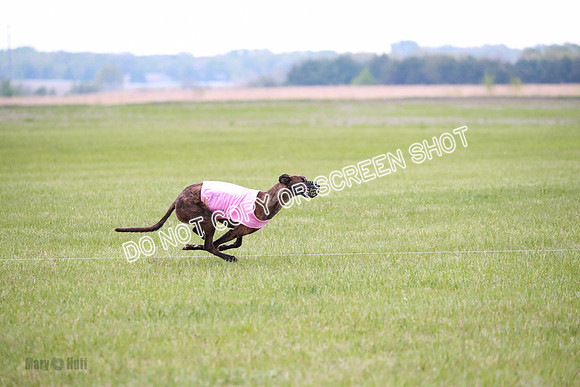 B Prelim Buck Dave-1254