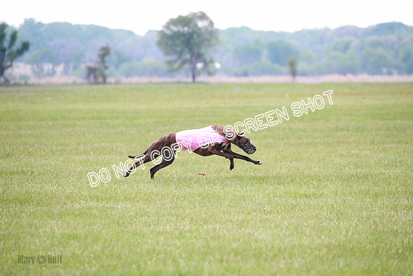 B Prelim Buck Dave-1241