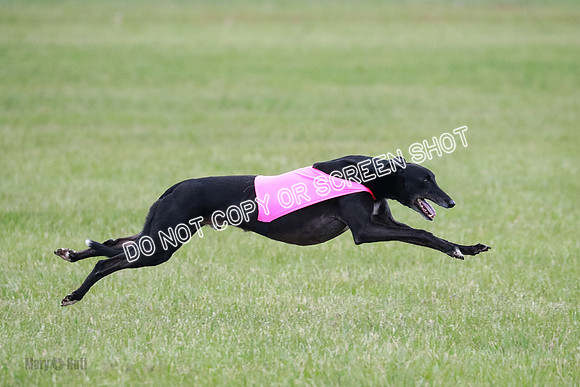 A Prelim Open Apple Bodhi Legs-1158