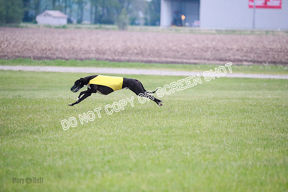 B Prelim Buck Dave-1309