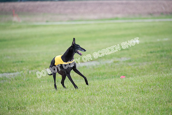 C Prelim Vet Fergie-1381