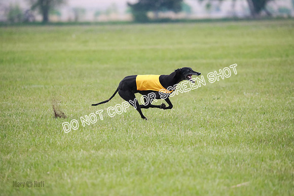 C Prelim Vet Fergie-1342