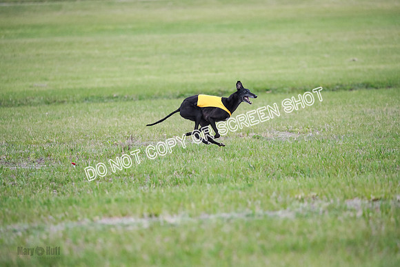 C Prelim Vet Fergie-1367