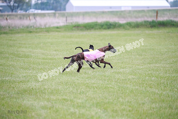 B Prelim Buck Dave-1299