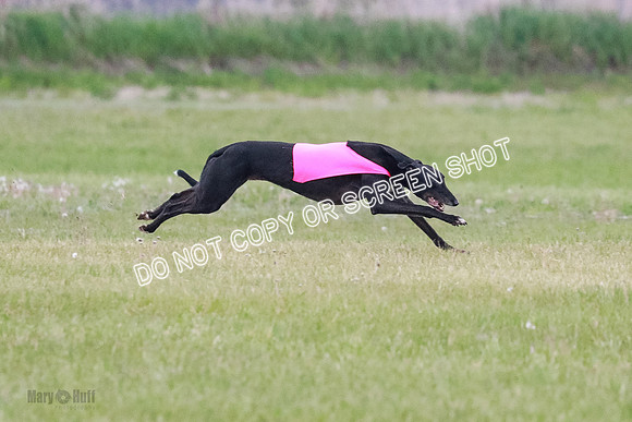 A Prelim Open Apple Bodhi Legs-1143