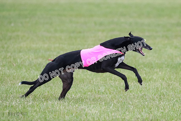 A Prelim Open Apple Bodhi Legs-1157