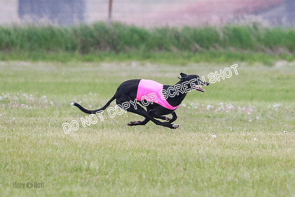A Prelim Open Apple Bodhi Legs-1141