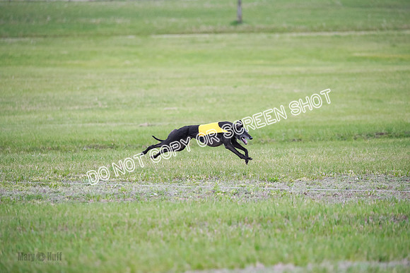 C Prelim Vet Fergie-1359