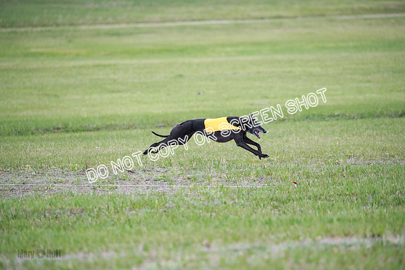 C Prelim Vet Fergie-1364