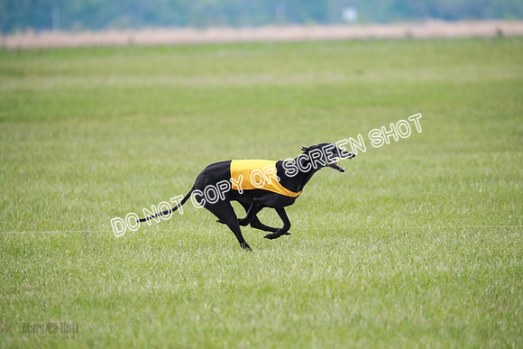 C Prelim Vet Fergie-1349