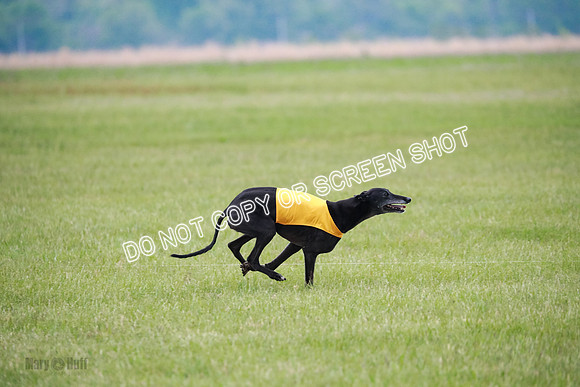 C Prelim Vet Fergie-1348
