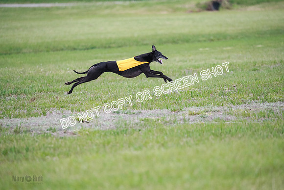 C Prelim Vet Fergie-1376