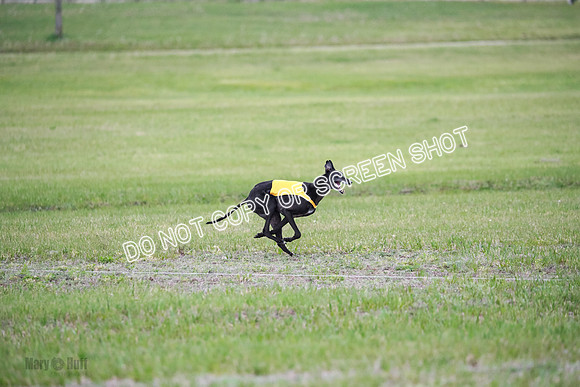C Prelim Vet Fergie-1362