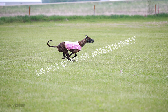 B Prelim Buck Dave-1303