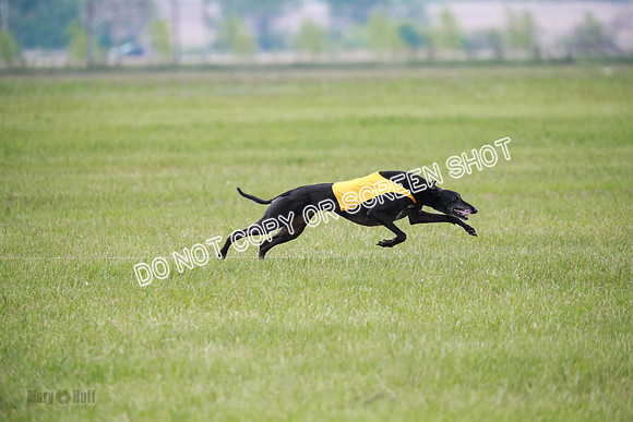C Prelim Vet Fergie-1339