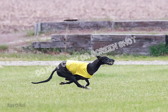 B Prelim Buck Dave-1211