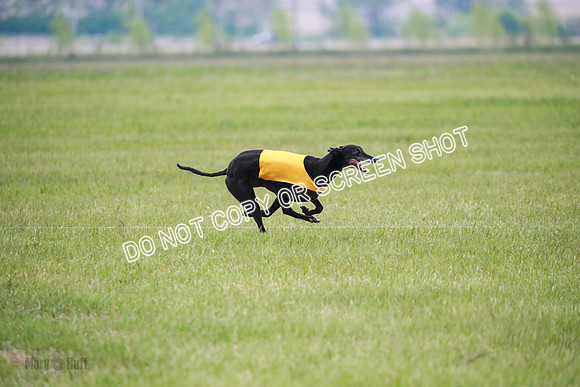 C Prelim Vet Fergie-1338