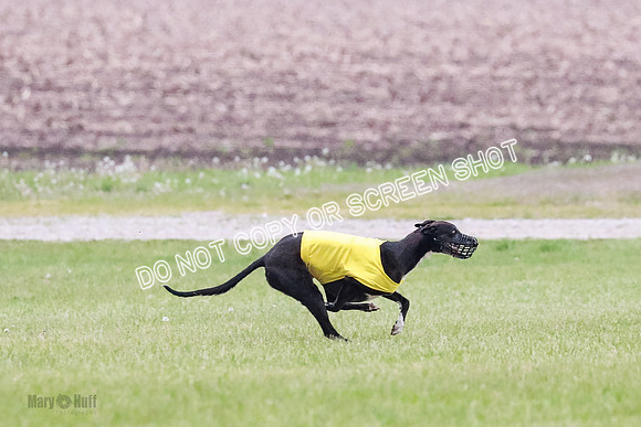 B Prelim Buck Dave-1207