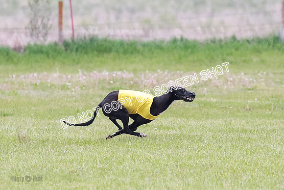B Prelim Buck Dave-1216