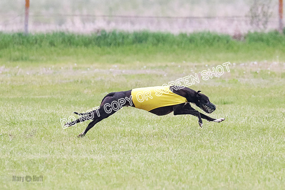 B Prelim Buck Dave-1214