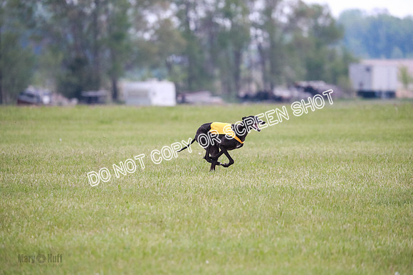 C Prelim Vet Fergie-1329