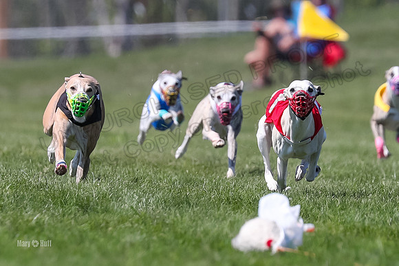 Program 3 Race 3, Devo Stella Clara Jett Chip WillowF-5139