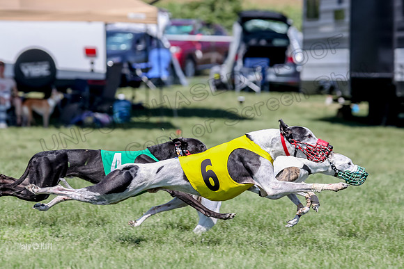 Program 3 Race 8, Letti Babblez Addie Grim Kraken Cheers-5435