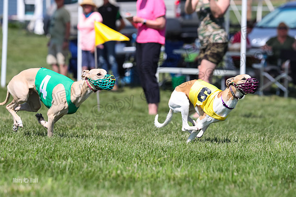 Program 3 Race 1 puppy, Maverick Piper-5094