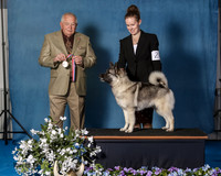 Elkhound 2020-1089