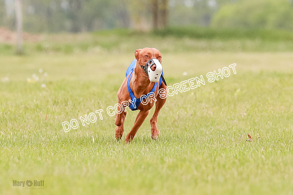E Final Fch 1 Pecious, Lucy, Copper-4092