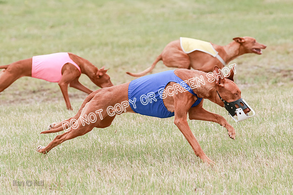 E Final Fch 1 Pecious, Lucy, Copper-4078