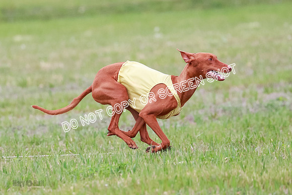 B Prelim Fch 1 Lucy Cayper Copper-2099