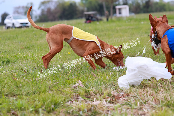 E Final Fch 1 Pecious, Lucy, Copper-4131